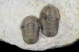 Two Proetid (Timsaloproetus?) Trilobites - Jorf, Morocco #75571-1